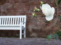 Bild, einsame Rose